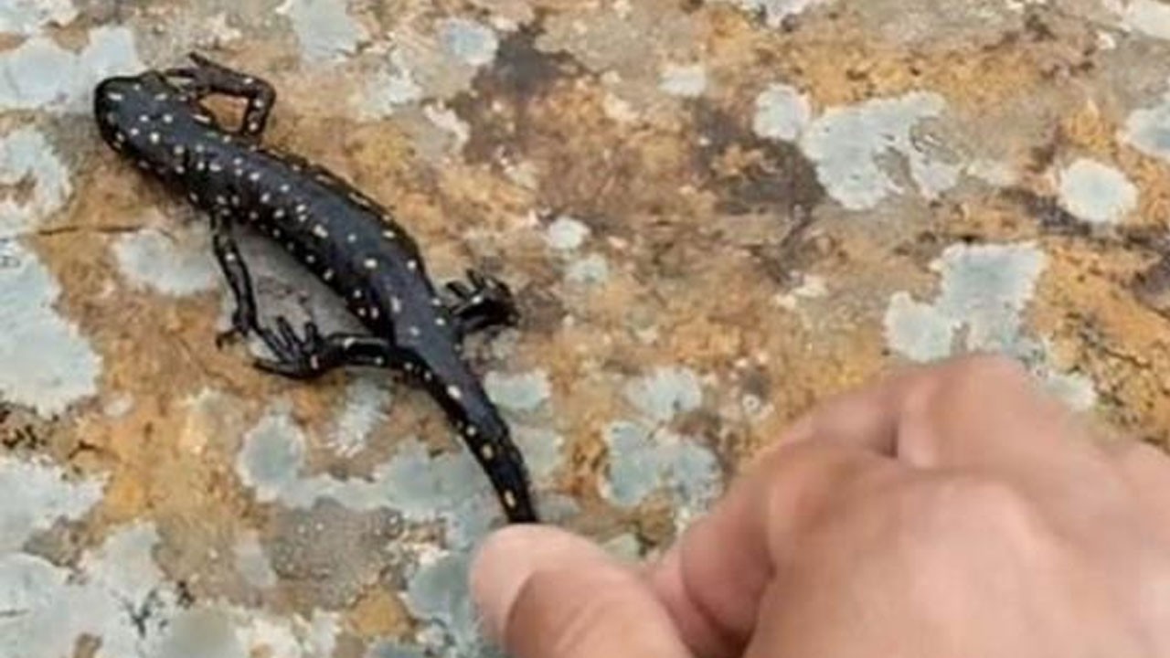 Nesli tükenmek üzere olan o hayvan Elazığ’da görüldü