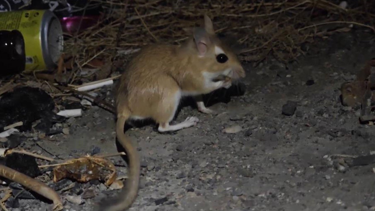 Nesli tükenmek üzere olan o hayvan Erzurum’da görüldü