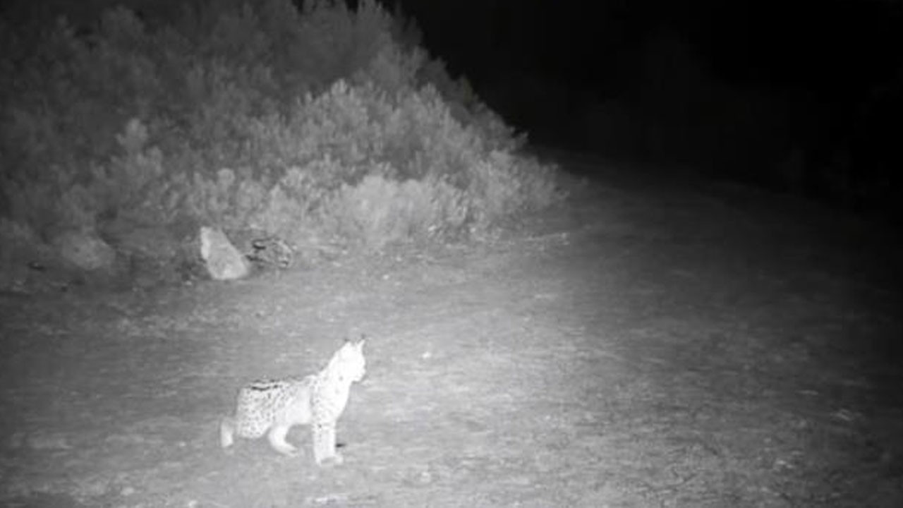 Nesli tükenmek üzere olan ‘Ormanın hayaleti’ kamerada