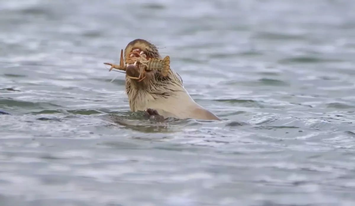 Nesli tükenmek üzere olan su samuru, Bostancılar Göleti'nde görüntülendi