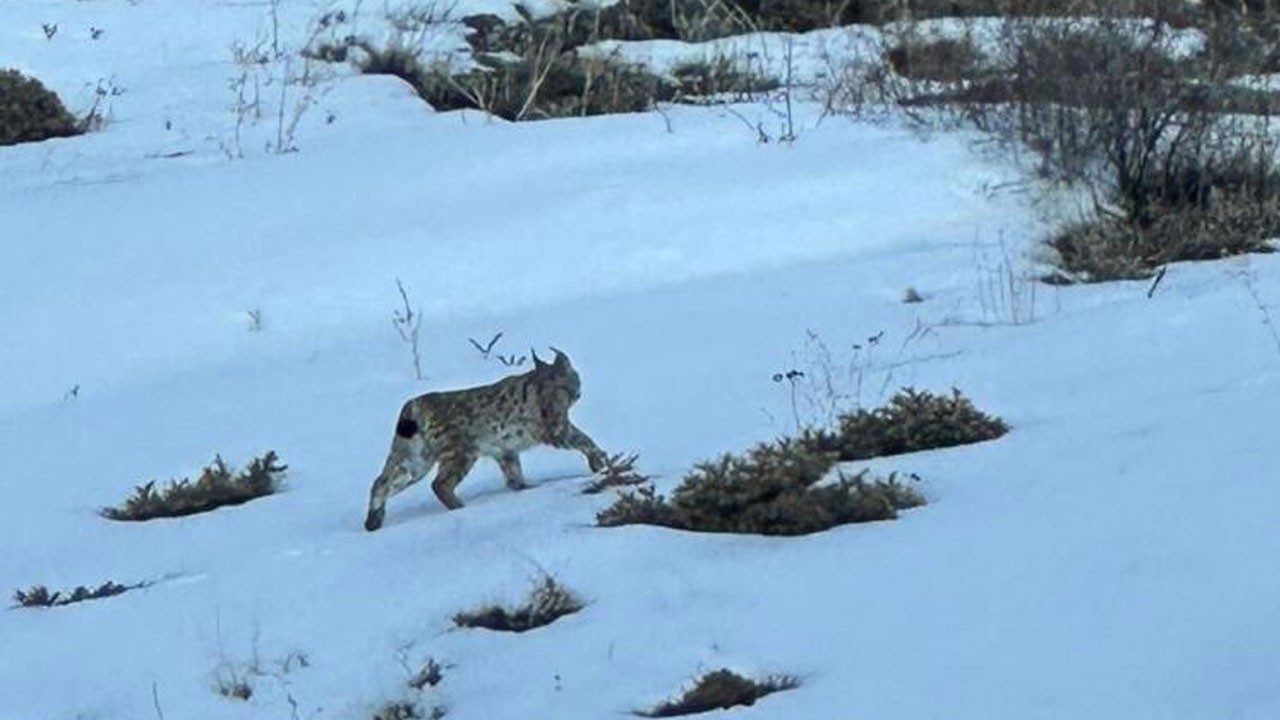 Nesli tükenmek üzere olay hayvan Erzurum’da görüldü