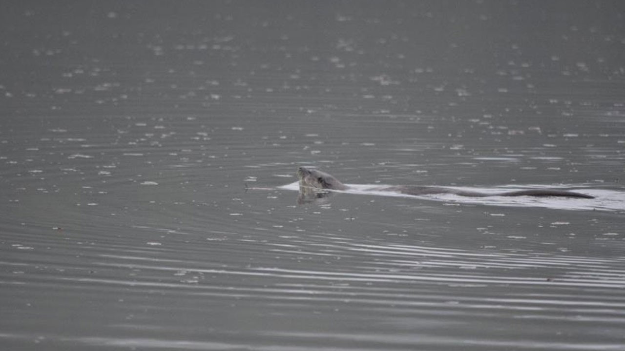 Nesli tükenmek üzere olay o hayvan Bolu’da görüntülendi