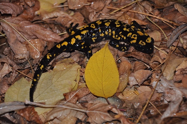 Nesli tükenmek üzere! Orada görüntülendi