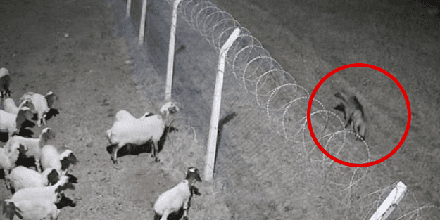 Nesli tükenmek üzere... Şanlıurfa'da görüntülendi!