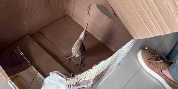 Nesli tükenmek üzere! Silivri'de bulundu