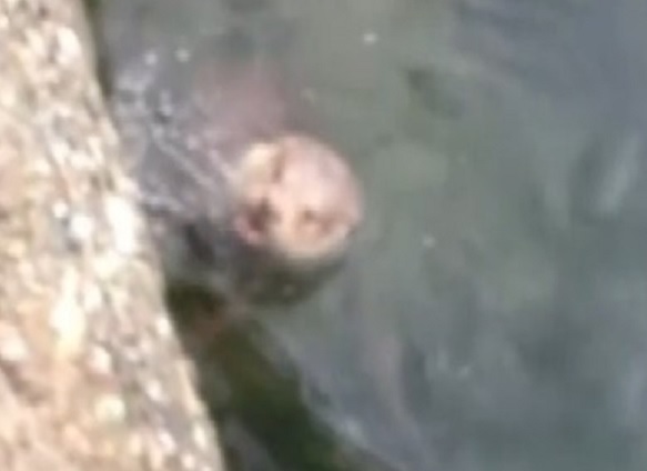 Nesli tükenmek üzere! Sinop'ta görüntülendi