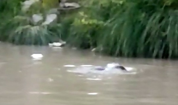 Nesli tükenmek üzere! Şırnak'ta görüntülendi