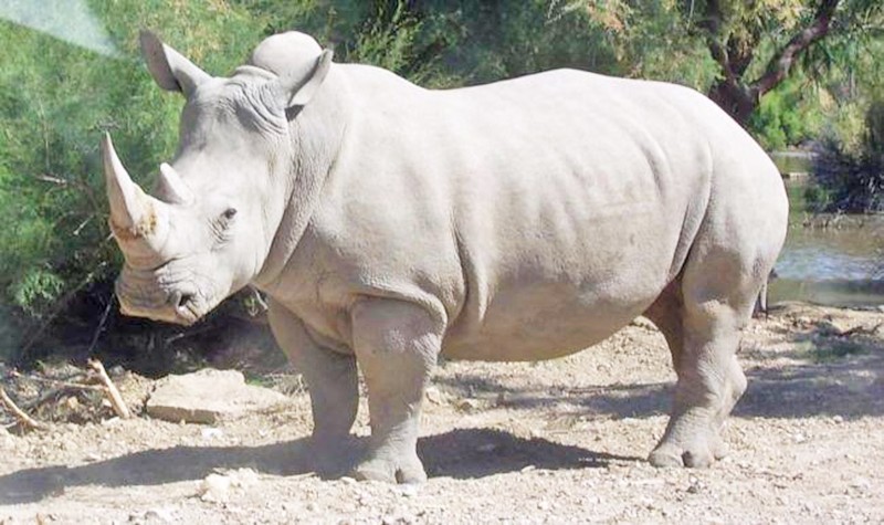 Nesli tükenmekle karşı karşıya: Satın aldığı 2 bin beyaz gergedanı doğaya salacak