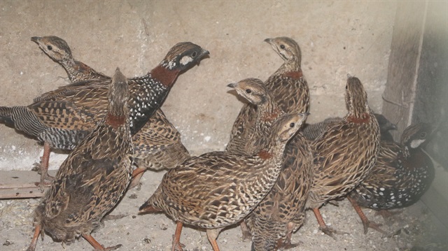 Nesli tükenmekte olan 14 turaç ele geçirildi