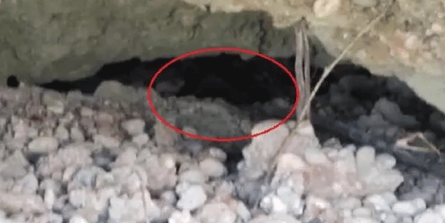 Nesli tükenmekte olan 2 su samuru ölü bulundu