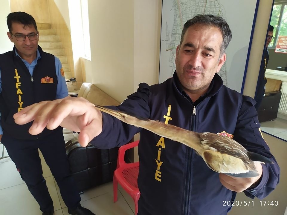 Nesli tükenmekte olan Balaban Kuşu tedavi altına alındı 