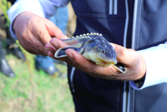 Nesli tükenmekte olan balıklara çip takıldı