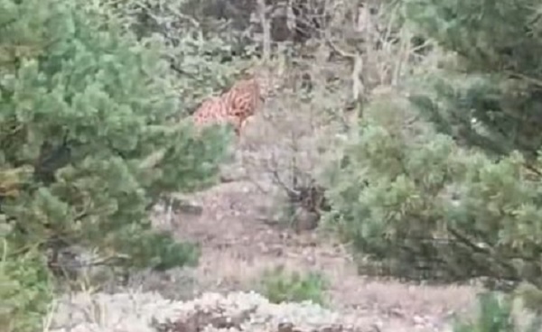 Nesli tükenmekte olan hayvana bakın ne yaptı!