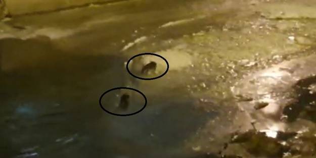 Nesli tükenmekte olan hayvanlar Çoruh Nehri'nde görüldü