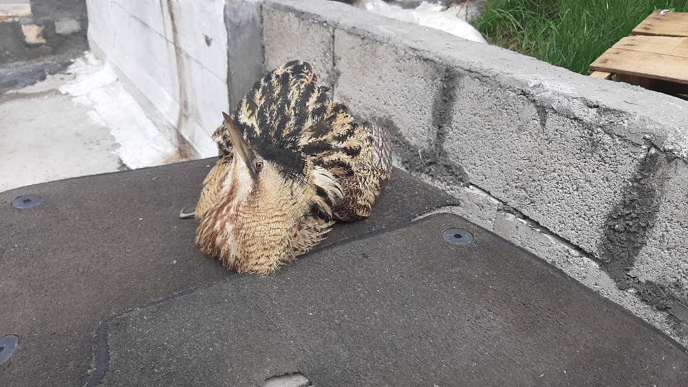 Nesli tükenmekte olan kuş Adıyaman’da görüldü 