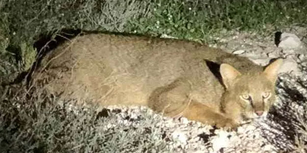 Nesli tükenmekte olan saz kedisi görüldü