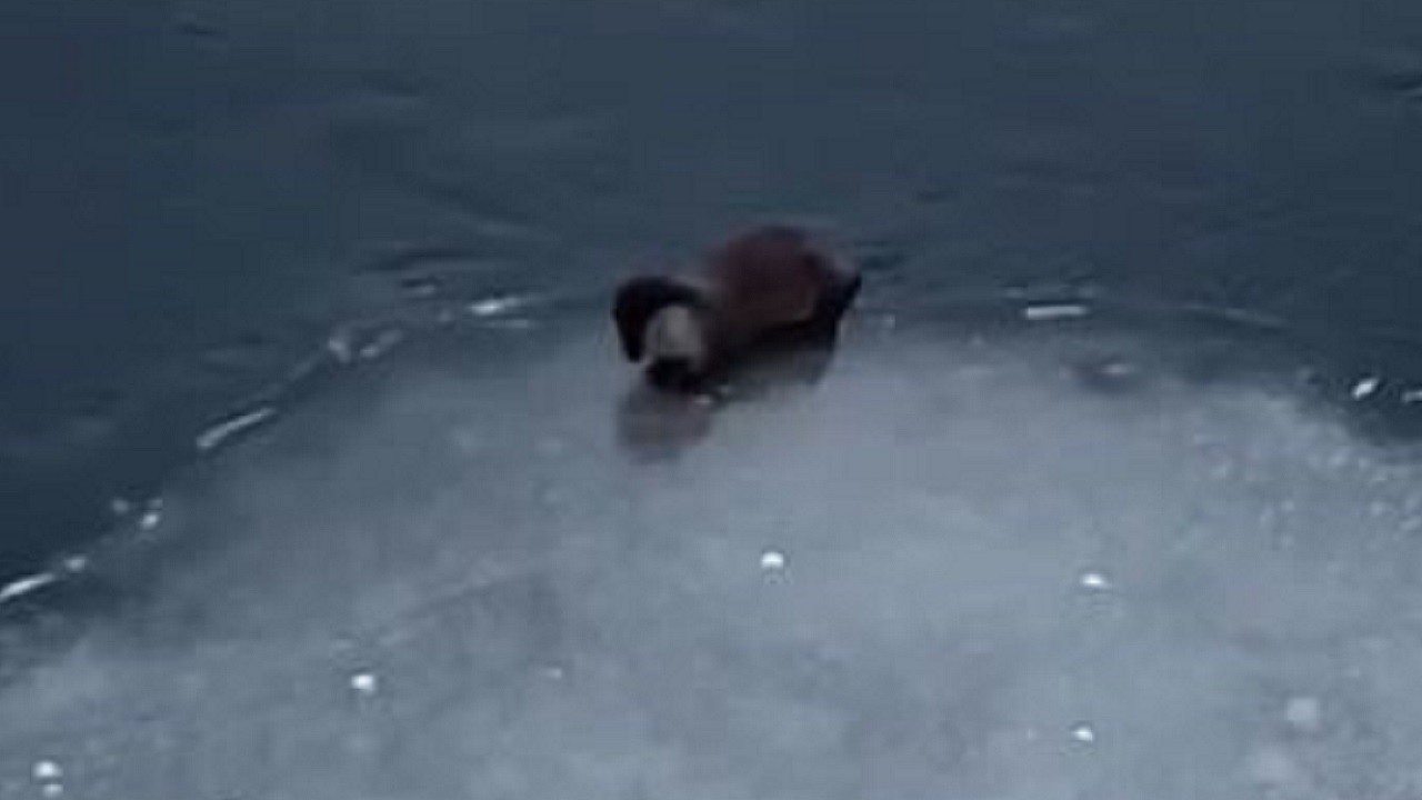 Nesli tükenmekte olan su samuru görüntülendi