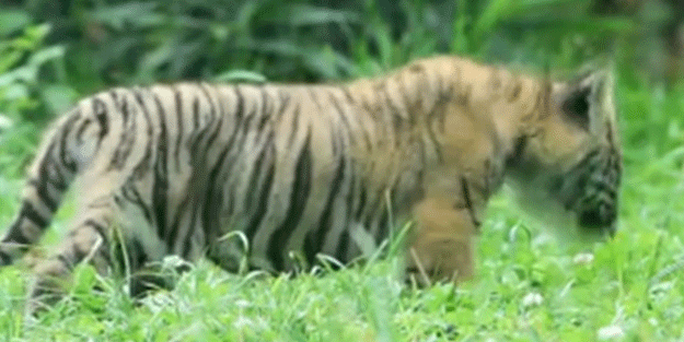 Nesli tükenmekte olan Sumatra kaplanı dünyaya geldi