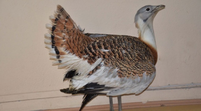 Nesli tükenmekte olan toy kuşu koruma altına alındı