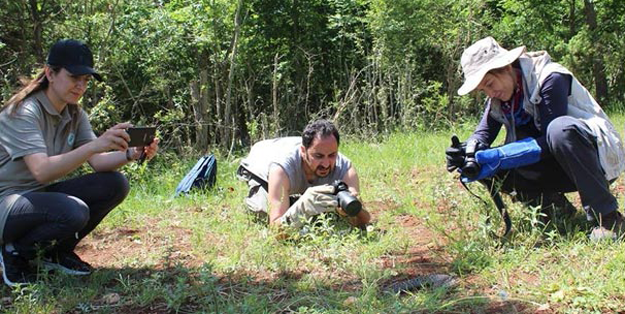 Nesli tükenmek üzere... Kahramanmaraş'ta bulundu!
