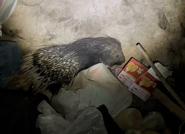 Nesli tükenmekte! Yüksekova'da görüntülendi