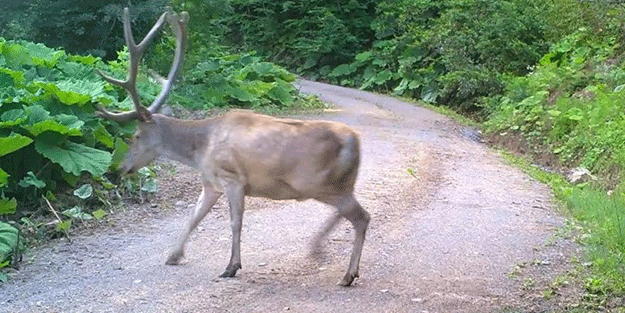 Nesli tükenmekteydi! Düzce’de görüntülendi