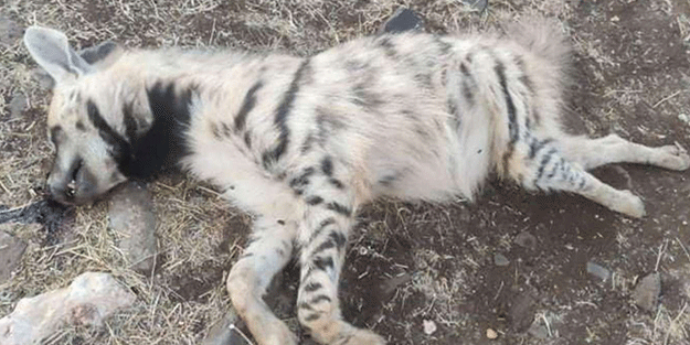 Nesli tükenmekteydi! Ölüsü bulundu