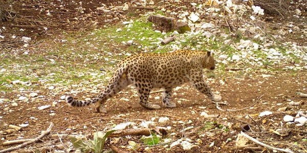 Nesli tükenmiş sanılıyordu! 18 ilde aranıyor... Öldürene 1 milyon TL ceza