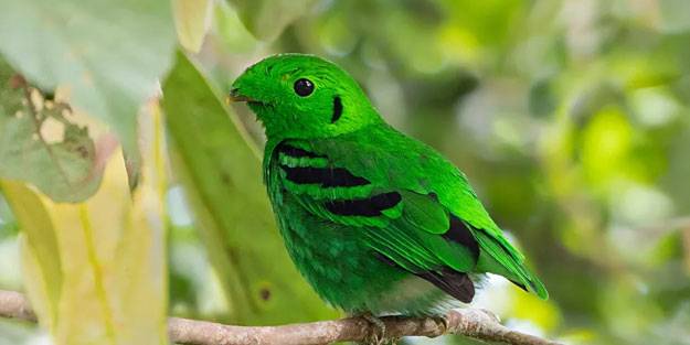 Neslinin tükendiği duyurulan kuş türü Singapur'da görüldü