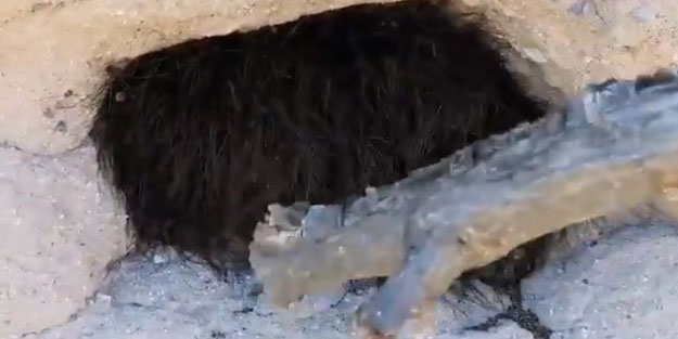 Nevrotik korkusu olanlar izlemesin! İki dağcı sopayla dokundu, yüzlercesi etrafa dağıldı