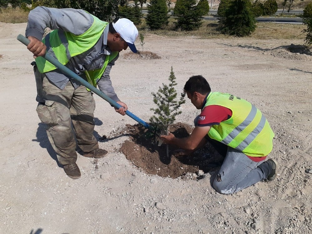 Nevşehir Belediyesi 1.sınıflar için bin 790 fidan dikecek 