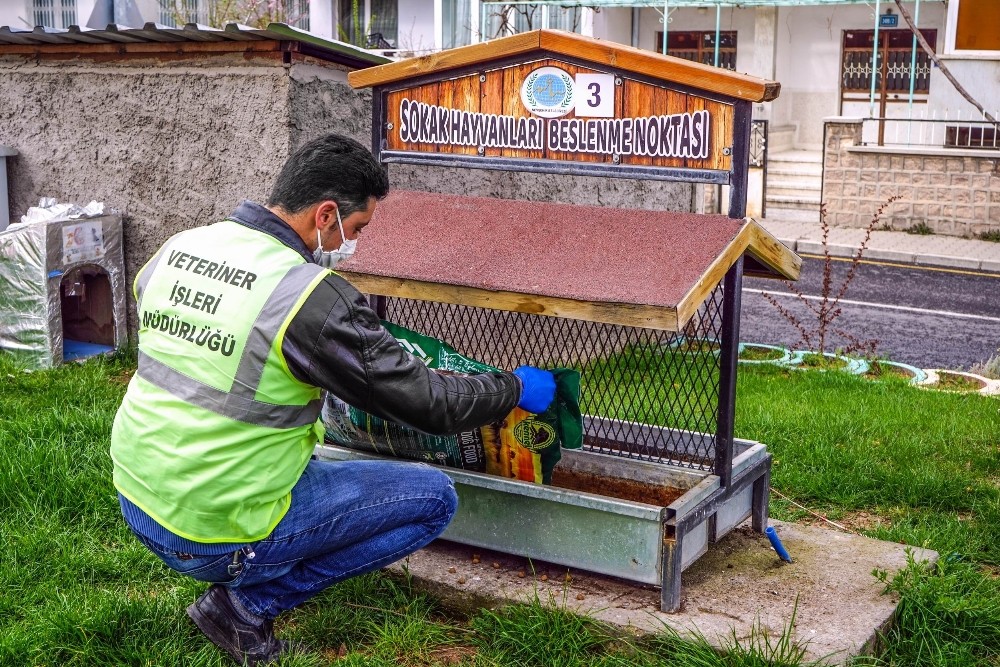 Nevşehir Belediyesi sokak hayvanlarını aç bırakmıyor 