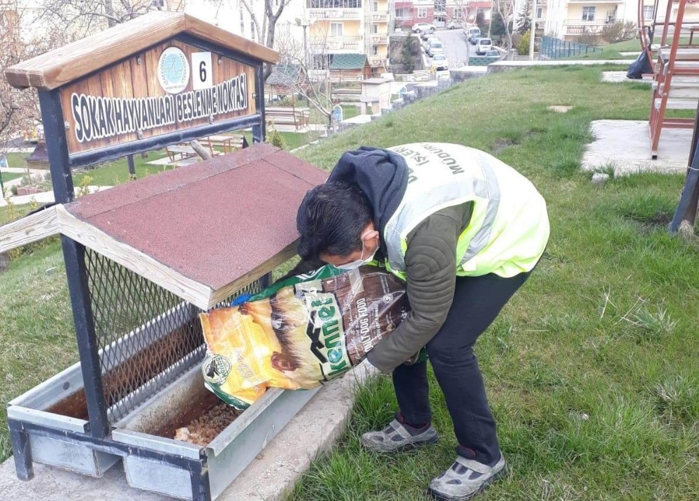 Nevşehir Belediyesinden sokak hayvanlarına mama ve su desteği 