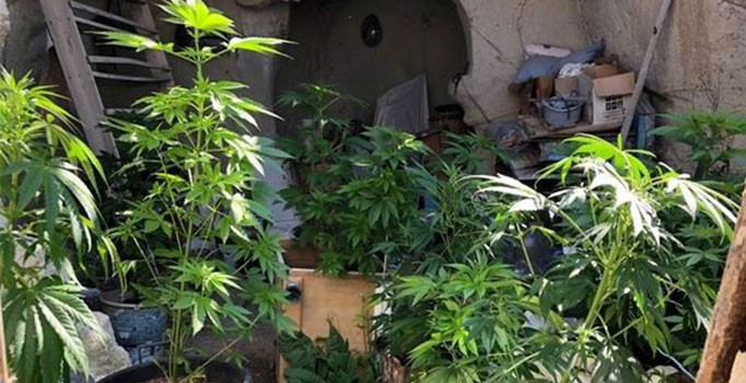 Nevşehir Ürgüp’te 17 kök Hint keneviri ele geçirildi