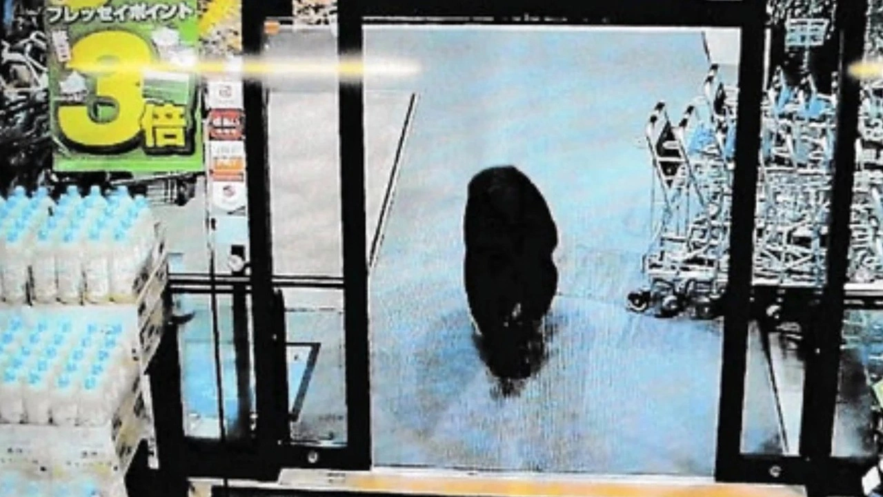 Neye uğradıklarını şaşırdılar: Markete ayı girince olanlar oldu