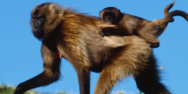 Hayvanlarda da böyle!..