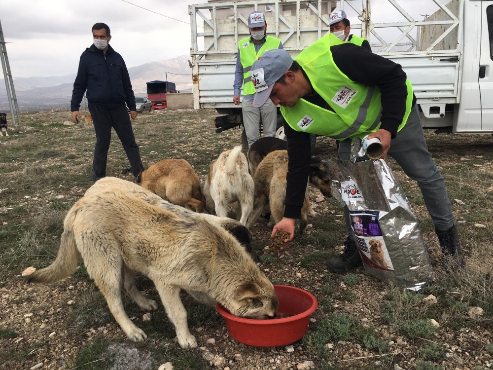 Niğde sokak hayvanlarına 5 ton mama dağıtıldı 