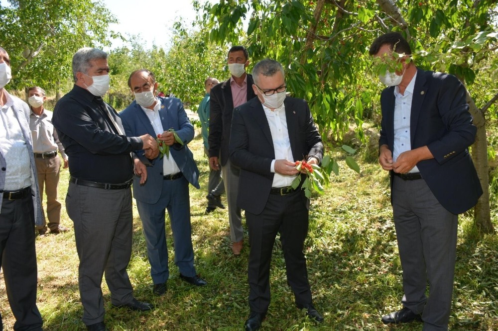 Niğde Valisi Şimşek, dolu zararı gören bahçeleri inceledi 