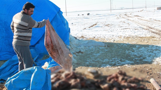 Niğde'de 12 günde 500 ölü kuzu doğdu