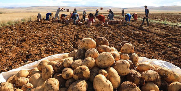 Niğde'de 2 yerli patates çeşidi daha tescillendi
