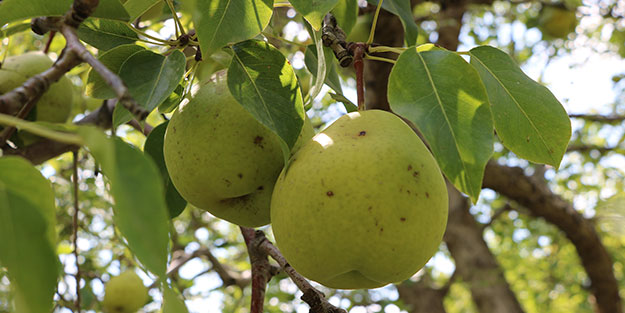 Niğde'de Akdeniz sineği alarmı! 