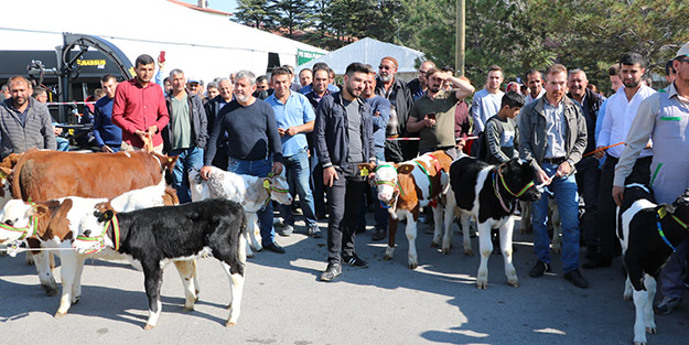 Niğde'de 'en güzel buzağılar' görücüye çıktı