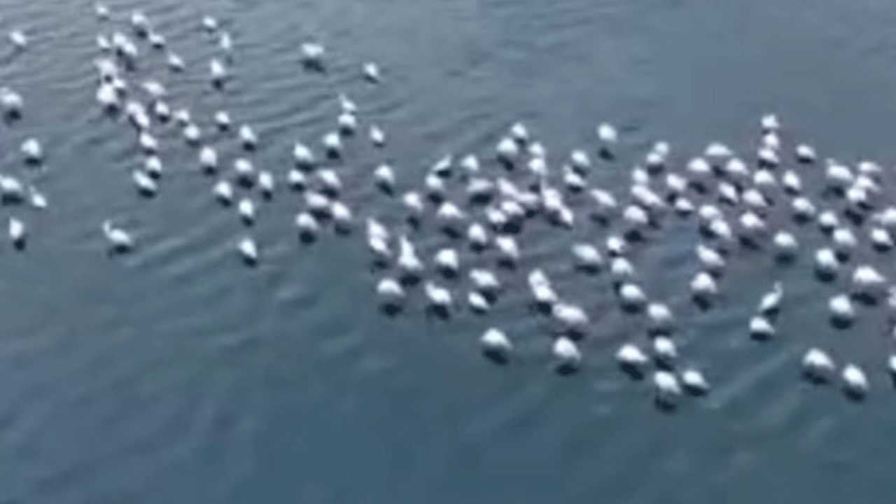 Niğde'de flamingoların görsel şöleni böyle görüntülendi!