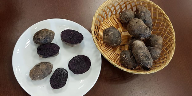 Niğde'de 'ilk mor' üretildi!