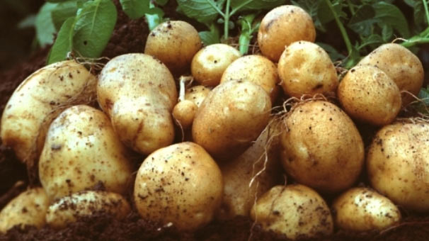 Niğde'de kadın çiftçilerden yerli patates hasadı