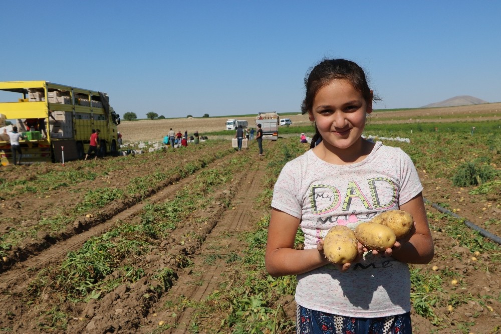 Niğde’de turfanda patates hasadı başladı 