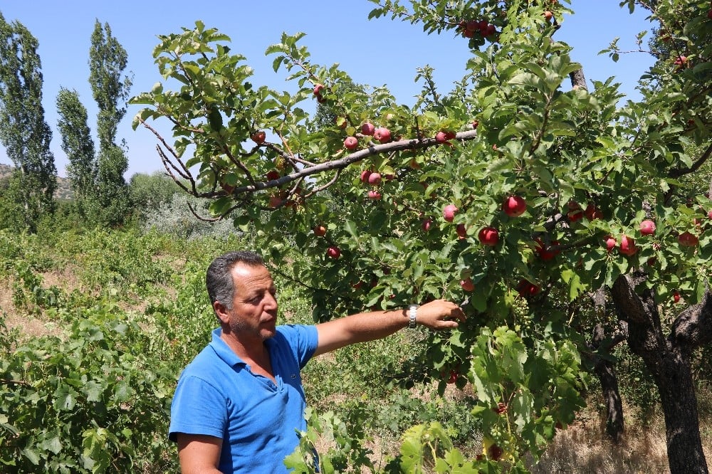 Niğde’de yazlık elma pazarda alıcılarını bekliyor 