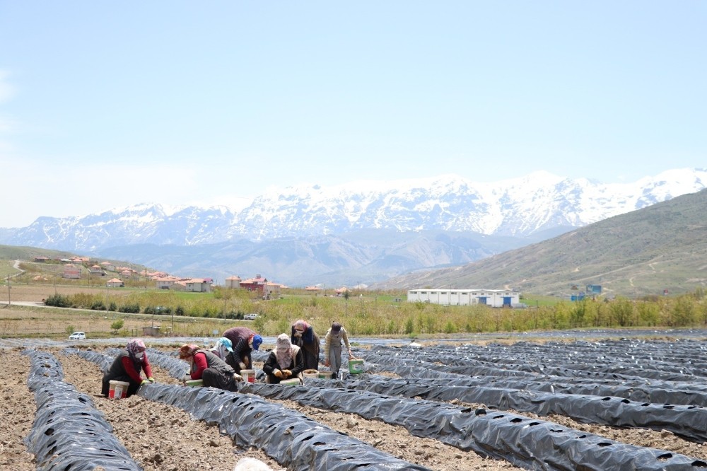 Niğdeli çiftçiler 300 dekar arazide çilek üretiyor 