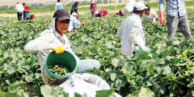 Niğde’nin köyünden 10 ülkeye turşu ihracatı
