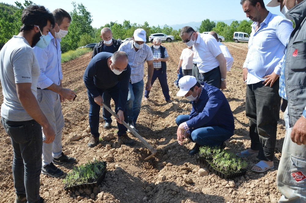 Niksar ekonomisi lavanta ile güçlenecek 